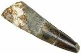 Fossil Spinosaurus Tooth - Real Dinosaur Tooth #373763-1